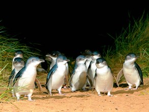 Penguins - Phillip Island