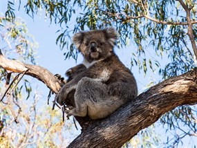 Raymond -island -koala -walk _gip _r _146281_1150x 863