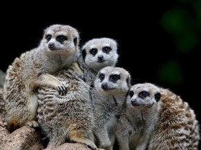 meerkats